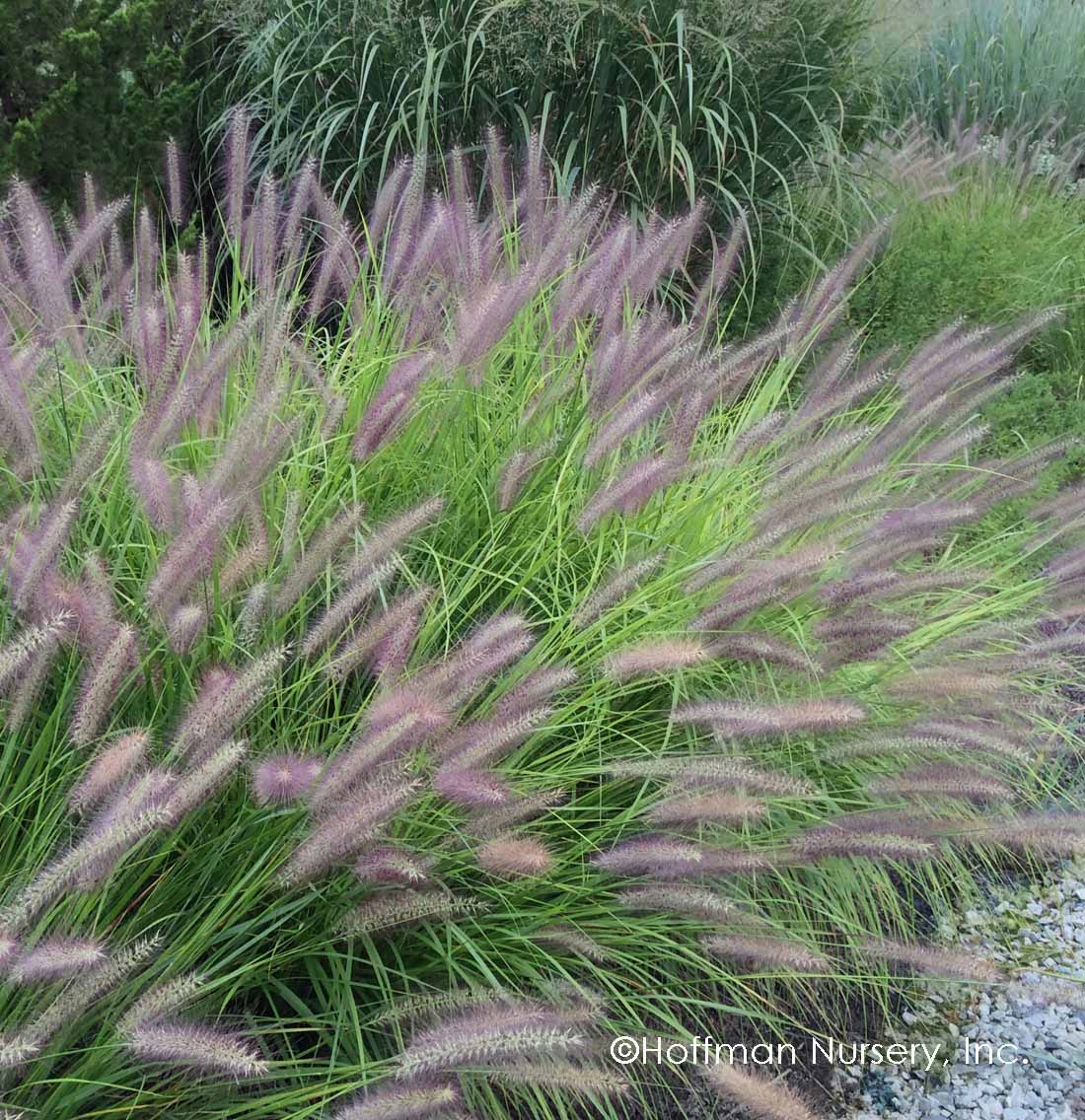 Pennisetum alopecuroides 'Red Head'